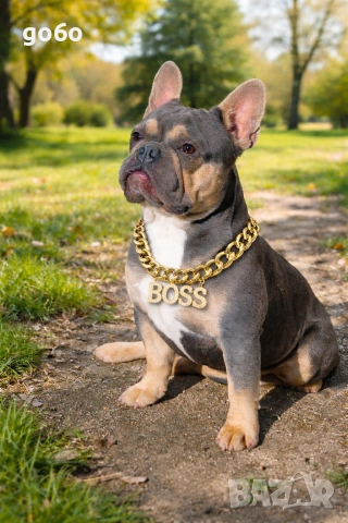 Мъжки френски булдог за разплод 