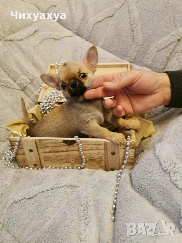 Чихуахуа мъжки и женски, снимка 3 - Чихуахуа - 41803190