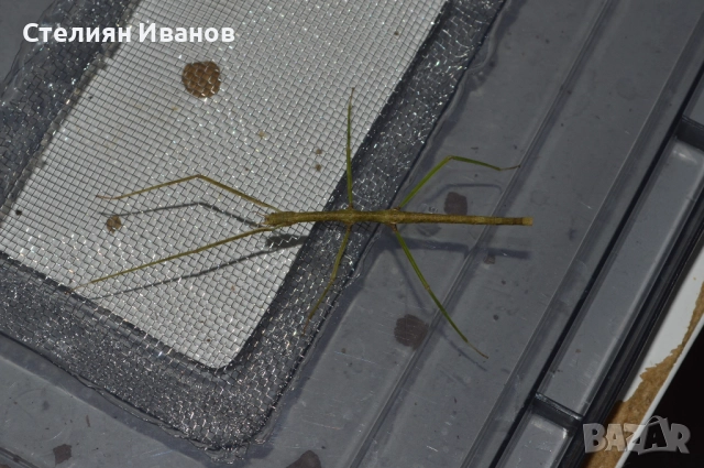 Aнамски / виетнамски пръчици (Medauroidea extradentata), снимка 3 - Други - 51456029