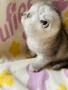 Шотландско клепоухо момиче. Сръбрена чинчила. Scottish fold, снимка 7