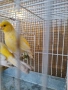 Продавам канари фай фенси , снимка 15