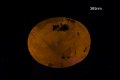 Жълт сапфир 2.14ct Цейлон нетретиран овал шлифовка, снимка 2