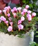 Оксалис, Oxalis VERSICOLOR Autumn pink, снимка 1
