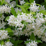 Жасмин, Trachelospermum Jasminoides, вечнозелен, студоустойчив, снимка 6