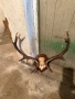 Продавам трофей от елен, снимка 4
