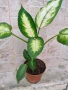 Продавам дифенбахия, снимка 1