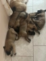 Белгийска овчарка-Малиноа , снимка 2