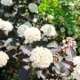 Физокарпус Диабло, Physocarpus Opulifolius Diablo, снимка 2