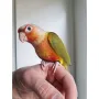 Папагал пирура-Pineapple(ананас), снимка 2
