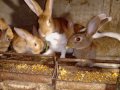 Породисти зайци, снимка 1 - Други животни - 43553748