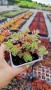 Седум Триколор, Sedum Spurium Tricolor, снимка 8