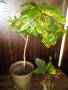 Планински кротон, височина 45-100см./цени в описанието , снимка 5