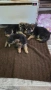 немски овчарки, снимка 14