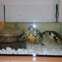 Двойка големи костенурки с оборудване, снимка 4 - Костенурки - 43210495