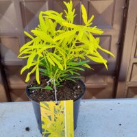 Чойсия(Портокалово цвете) (Choisya Aztec Gold), снимка 9 - Градински цветя и растения - 36737842