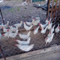 Оплодени яйца лекхорн и Ломан Браун 0.90, снимка 5 - Кокошки и пуйки - 43126374
