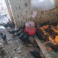 Продавам пилета супер харко женски и старозагорска кръстоска на 2 месеца , снимка 2 - Кокошки и пуйки - 44910170