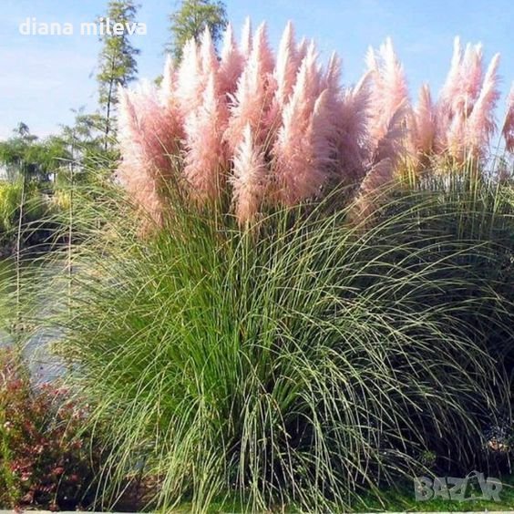 Пампаска трева , Кортадерия, розова, Cortaderia Sellona Roseа, снимка 1