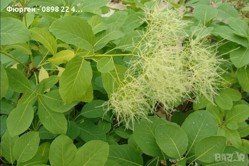 Смрадлика - Зелена, снимка 1