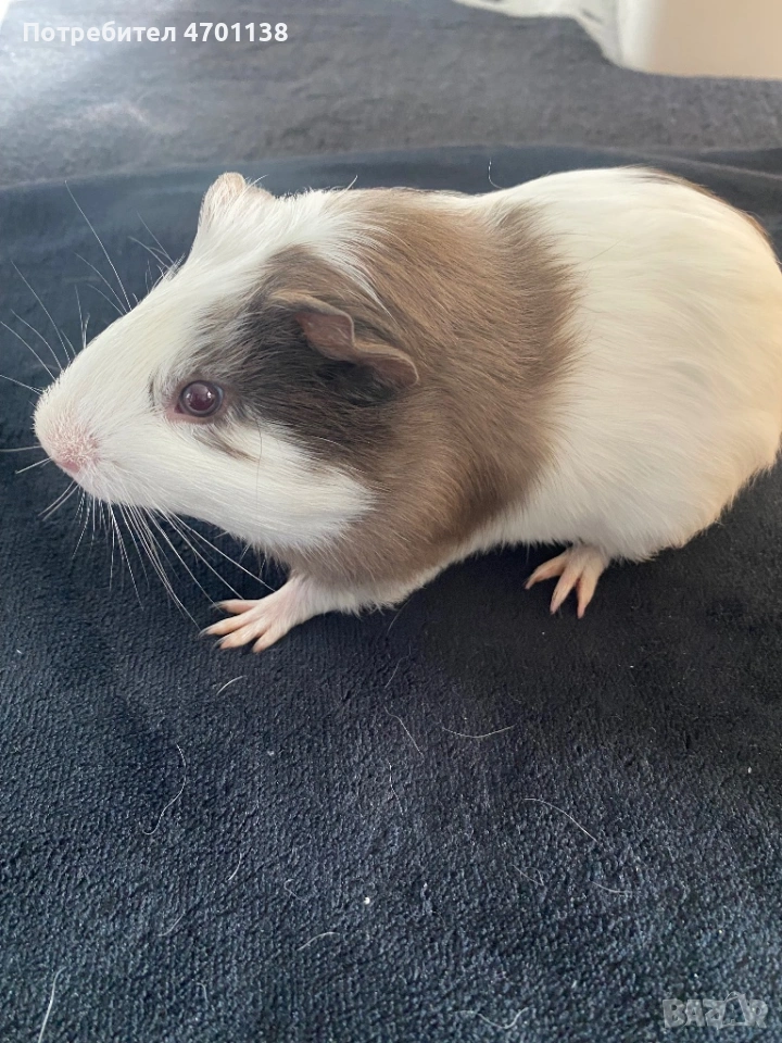 Мъжко морско свинче, снимка 1