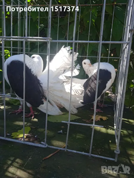 Продавам мъжки фенерлии на черен капак , снимка 1