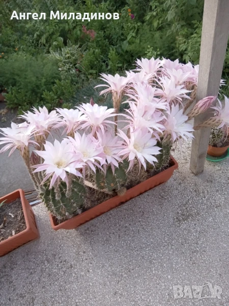 Сандъче с кактуси, снимка 1