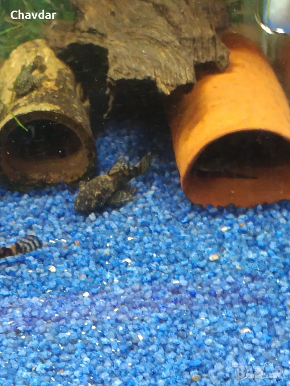 Анциструси и коридораси, снимка 1