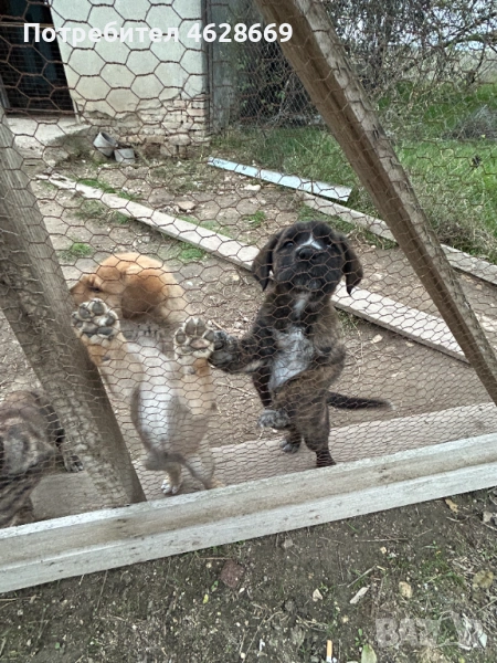 ПОДАРЯВАМ СЛАДКИ КУЧЕНЦА - Големи топки любов, майка боксер, снимка 1