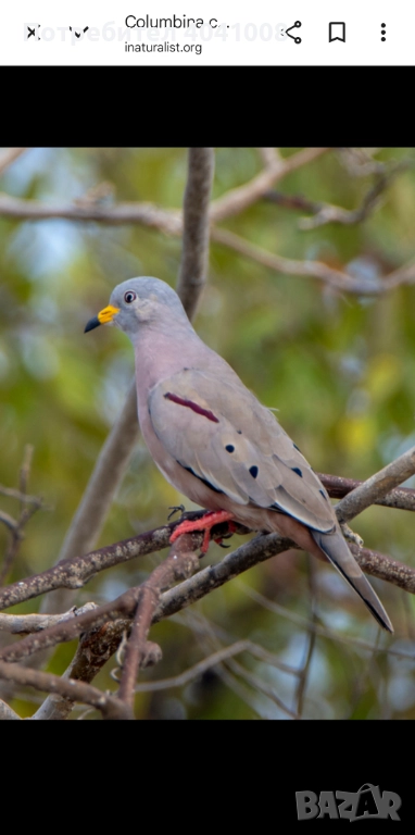 Продавам Егзотични гълъби , снимка 1