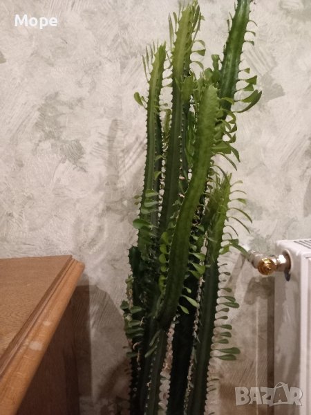 Кактус, снимка 1