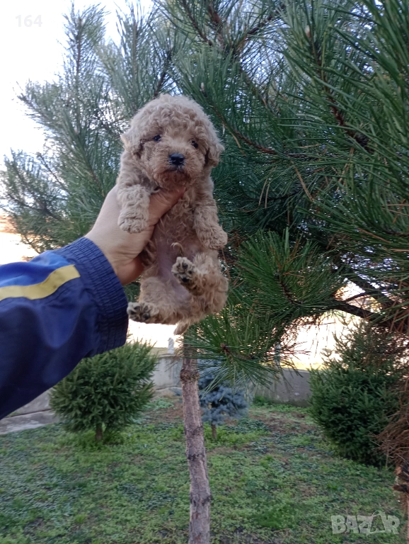Мъжко Пуделче , снимка 1