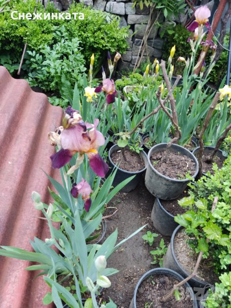 Красиви пролетни цветя-корда/перуника/ирис/германика, снимка 1