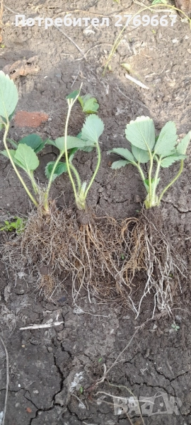 Разсад Ягоди Gorella, снимка 1