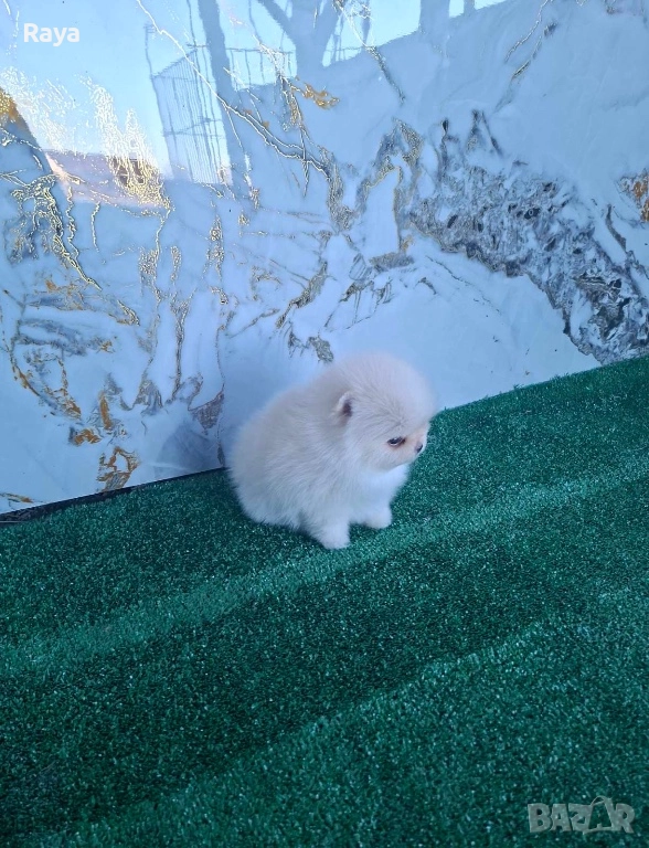 Померани със и без родословие, снимка 1