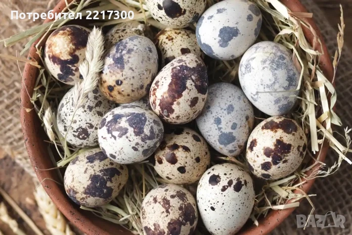 Продавам пъдпъдъчи яйца, снимка 1