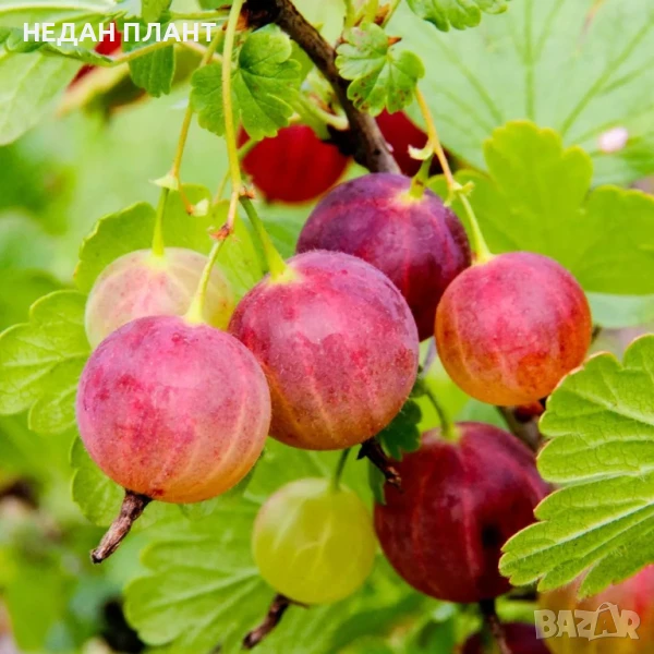 Цариградско грозде, снимка 1