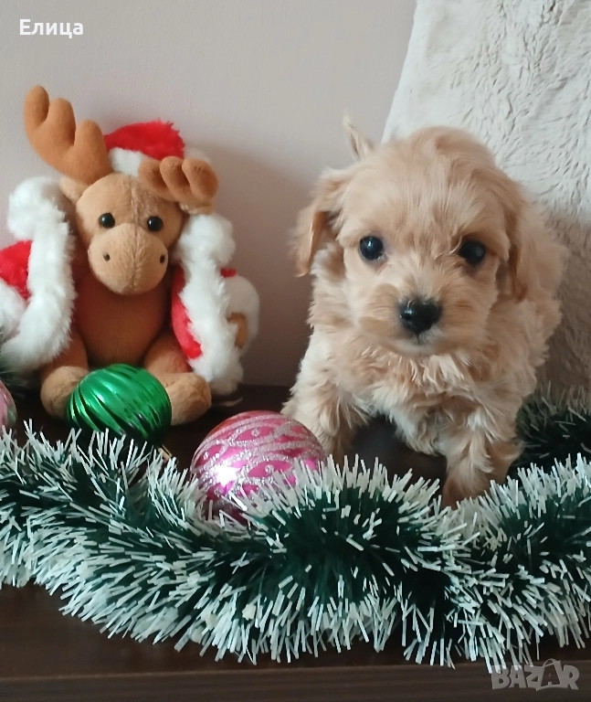 Малтипу/Той пудел , снимка 1