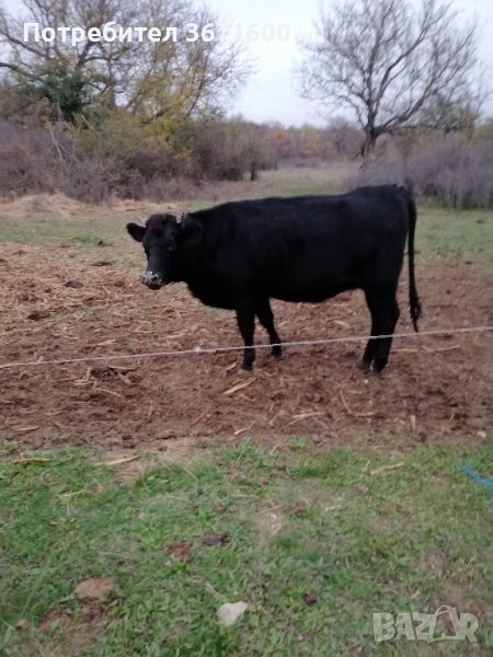 Продавам Крава и теле, снимка 1