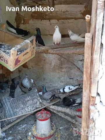 Продавам гълъби!, снимка 2 - Гълъби - 49010730