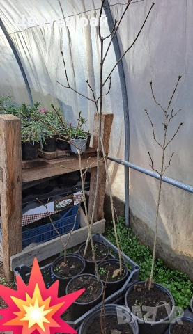 Три цвята люляк, ароматен, снимка 7 - Градински цветя и растения - 53144340