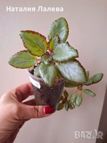 Eписция, episcia Silver Skies, снимка 1 - Стайни растения - 49503033