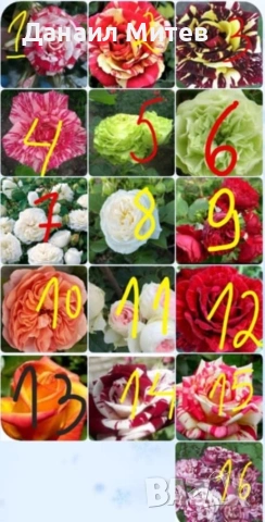 промоции рози гол корен  , снимка 2 - Други машини и части - 53192852