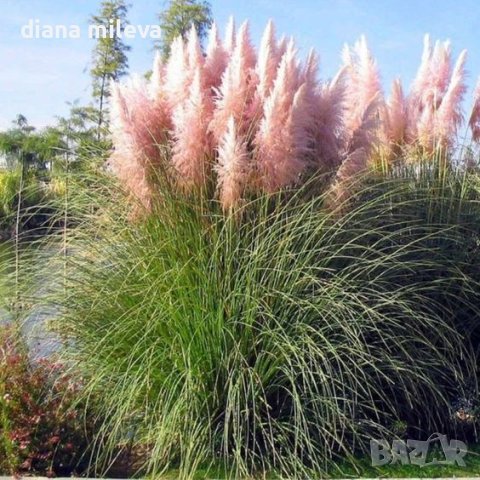 Пампаска трева , Кортадерия, розова, Cortaderia Sellona Roseа, снимка 1