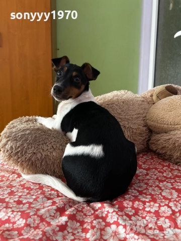 джак ръсел 2712251847, снимка 12 - Джак ръсел териер - 52914484