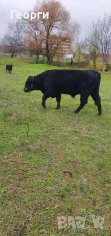 Бик Абърдийн ангус , снимка 11 - Крави - 52794227