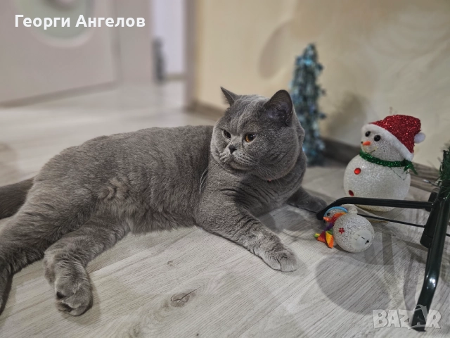 ЧИСТОКРЪВЕН МЪЖКИ БРИТАНЕЦ ЗА РАЗПЛОД, снимка 16 - Британска късокосместа - 48316235