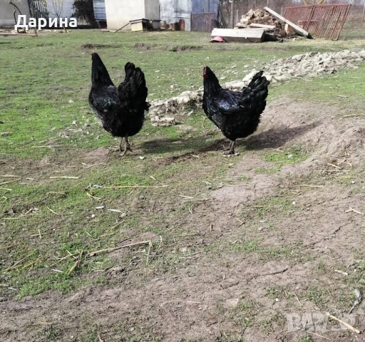 Оплодени яйца от кокошки Джърси Гигант, снимка 2 - Кокошки и пуйки - 53409993