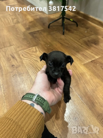 Мъжки пинчер, снимка 4 - Пинчер - 52710711