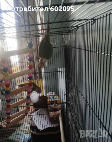 двойка папагали пирура молина, снимка 2 - Папагали - 53486301