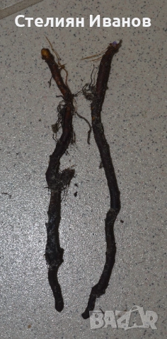 Синьо анемоне, синя съсанка (Anemone nemorosa 'Royal Blue') –  коренище, снимка 2 - Сортови семена и луковици - 52372712